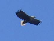 Bestes Flugwetter auf Usedom: Seeadler ber der Ostsee.