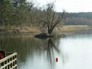 Die Schwaneninsel im Klpinsee: Erstes Grn.