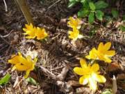 Frhblher im Garten der Steinbock-Ferienwohnungen.