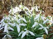 Schneeglckchen blhen im Steinbock-Garten.