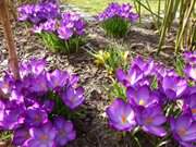 Garten der Steinbock-Ferienwohnungen: Leuchtende Krokusse.