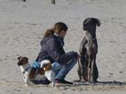 An der Ostsee: Hunde auf dem Strand von Trassenheide.