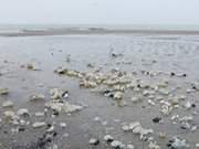 Ostseebad Zinnowitz auf Usedom: Muscheln am Meer.