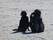 Portraitfoto mit Ostsee: Frauchen fotografiert Hund.