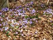 Fast vorbei: Blten der Leberblmchen im Kstenwald.