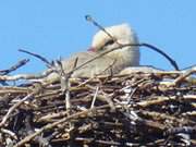 Storchennest: Brten ber den Dchern von Mellenthin.