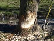 Das nchste Projekt: Naturpark Insel Usedom.