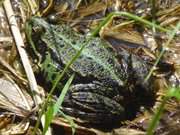 Platz in der Sonne: Teichfrosch am Meliorationsgraben.