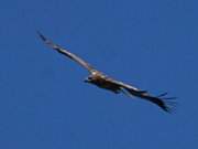 Naturpark Insel Usedom: Seeadler am Himmel.