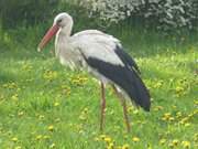 Hinterland Usedoms: Ein Storch auf Nahrungssuche.