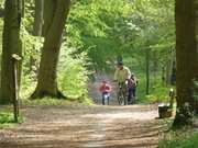 Radfahren im Buchenwald: Kstenradweg auf Usedom.