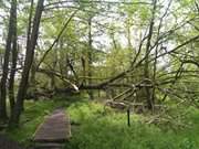 Weg zum Mwenort: Halbinsel Gnitz auf Usedom.