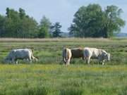 Das Thurbruch zwischen Korswandt, Ulrichshorst und Kachlin.