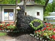 Huhn aus Pflanzen: Kurpark im Ostseebad Misdroy auf Wollin.