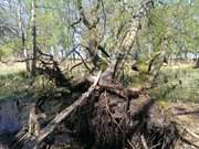 Umgestrzter Baum: Urwald im Norden Usedoms.