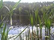 Reiches Biotop: Der Waldsee "Schwarzes Herz".