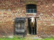 Lndliches Usedom: Stall in Westklne am Usedomer See.