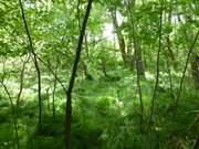 Mrchenland: Moorwald im Usedomer Hinterland.