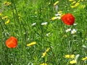 Wiesenblumen: Weideland hinter den Steinbock-Ferienwohnungen.