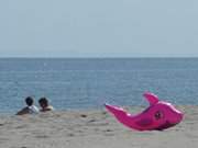 Badetier: Den Ostseestrand von Usedom genieen.