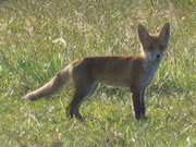 Naturpark Insel Usedom: Junger Fuchs bei Loddin.