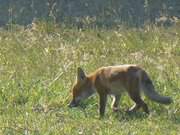 Junger Fuchs: Unweit von den Steinbock-Ferienwohnungen.