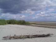 Schwemmholz: Sandstrand am Peenemnder Haken.