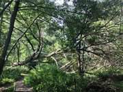 Umgestrzte Weide: Wanderweg auf dem Gnitz.