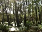 Verlandetes Hochmoor: Mmmelkensee auf Usedom.