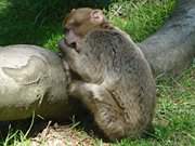 Mdes ffchen: Tierkinder im Tierpark von Ueckermnde.