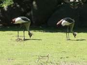 Auf der Suche: Kraniche im Ueckermnder Tierpark.