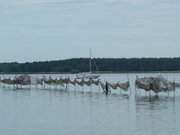 Netze im Peenestrom bei Quilitz: Fischerei auf Usedom.