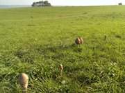 Wiese am Achterwasser: Schirmpilze auf dem Loddiner Hft.