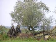 Weideland am Peenestrom: Kstenlandschaft am Peenestrom.