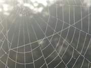 Herbst auf Usedom: Spinnennetz in Stubbenfelde.