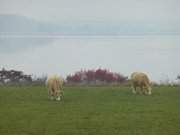 Herbstfarben im Nebel: Halbinsel Loddiner Hft.