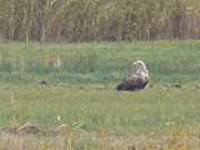 Naturpark Insel Usedom: Seeadler bei Koserow.