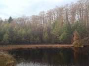 Mmmelkensee auf Usedom: Restsee eines Hochmoores.