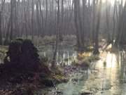 Moorlandschaft: Der Mmmelkensee auf der Insel Usedom.