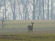 Schmackhafte Saat: Reh im jungen Kornfeld.