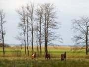 Pferdekoppel: Weiden am Ostseebad Zinnowitz.