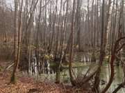 Moorgebiet auf Usedom: Mmmelkensee am Langen Berg.