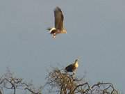 Naturpark Insel Usedom: Seeadler auf dem Loddiner Hft.