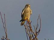 Im warmen Sonnenlicht: Bussard sucht Beute.