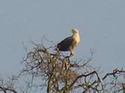 Seeadler am Achterwasser: Warten auf Bekannte.