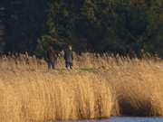 Spaziergang am Heiligabend: Achterwasserdeich bei Zinnowitz.