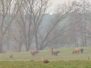 Seeadler und Rinder: Naturpark Insel Usedom.