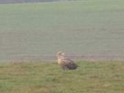 Hinterland der Insel Usedom: Seeadler am Gothensee.