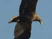 Auf Jagd: Seeadler ber dem Achterwasser bei ckeritz.