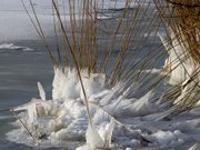 Winter auf Usedom: Vereistes Schilf im Achterwasser.
